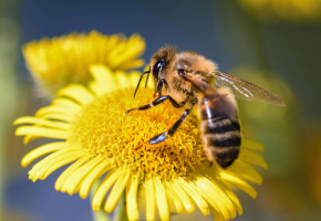 abeille_nature_fleur_la_pollinisation_pollen_insectes_abeilles.png