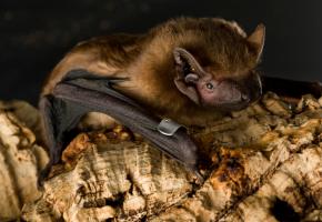 chauves_souris_93776.jpg