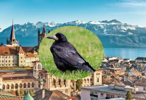 Les corbeaux freux nichent dans de grands arbres en colonies, comme ici à Lausanne.