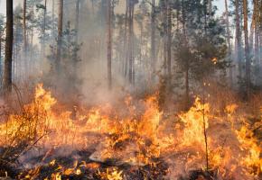 Prudence en forêt, le risque d'incendie est accru, en raison de la sécheresse. GETTY/GILITUKHA Prudence en forêt, le risque d'incendie est accru, en raison de la sécheresse. GETTY/GILITUKHA