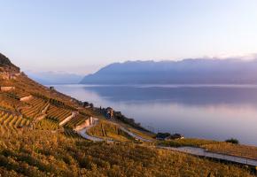 Faire le tour des vignobles du Lavaux sans se perdre en route entre deux dégustations? Possible grâce à la nouvelle application lancée pour les Caves Ouvertes Vaudoises 2017. GETTY IMAGES / EUGENIEK Faire le tour des vignobles du Lavaux sans se perdre en route entre deux dégustations? Possible grâce à la nouvelle application lancée pour les Caves Ouvertes Vaudoises 2017. GETTY IMAGES / EUGENIEK