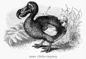 Le dodo, oiseau emblématique de l'île Maurice est la nouvelle star du Musée cantonal de géologie. GETTY IMAGES / BAUHAUS1000 