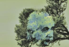 image_tree_albert_einstein_wil_2014.jpg