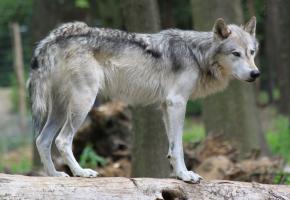 loup.jpg