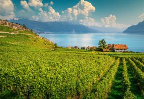 vignoble.jpg