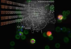 L'analyse informatique du métabolisme des parasites de la malaria. Crédit: V. Heussler (University	of Bern; fluorescent malaria parasites) / K.C. Soh M, L. Miskovic (EPFL; réseau metabolique) / V. Hatzimanikatis, A. Chiappino-Pepe (EPFL; image	composite)	