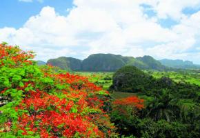 La somptueuse vallée de Viñales. 