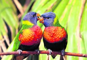 130613_Ev_Oiseaux_Loris.jpg