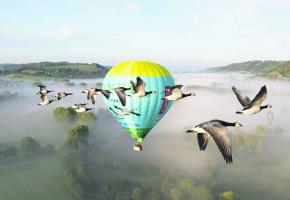 Un vol en montgolfière au milieu des oies sauvages: une expérience magique pour découvrir l'Auvergne. 
