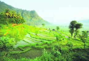 300513_Ev_Bali_Riziere.jpg