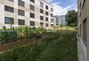 Dans le quartier des Fiches Nord, les habitants planteront cet automne 500 arbustes adaptés au changement climatique. TROTTA – VILLE DE LAUSANNE Dans le quartier des Fiches Nord, les habitants planteront cet automne 500 arbustes adaptés au changement climatique. TROTTA – VILLE DE LAUSANNE