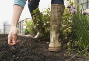 Au potager, il faut étaler les semis pour profiter de récoltes régulières sur le long terme. ISTOCK