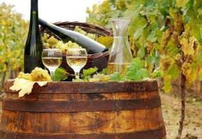 Saint-François - Les vignerons s’installent