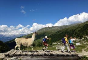 En compagnie des lamas