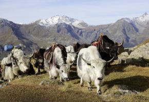  Yak shu lo ché