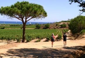 Balade dans les vignes varoises. VAR TOURISME/LCI Les gorges du Verdon. VAR TOURISME/OLIVIER SIMON  Nice et sa promenade des Anglais, carte postale de la Côte d’Azur. OFFICE DU TOURISME ET CONGRèS DE NICE 