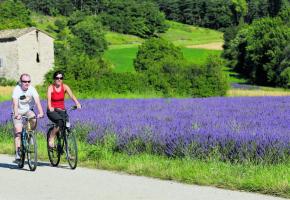 La Drôme à vélo se décline couleur lavande. Ph.Lionel Pascale. DR 