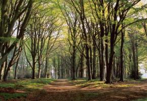  Auprès de mes arbres