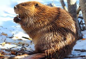  Sur les traces du castor