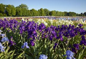  Des Floralies pour fêter de printemps
