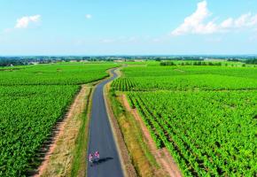 La petite ville bretonne est fière de son vignoble. VALERY JONCLERAY