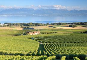 Situation satisfaisante pour les petits vignerons de la région. dr Situation satisfaisante pour les petits vignerons de la région. dr