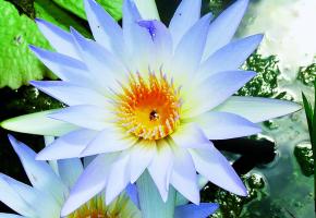 Sous le signe des jardins Pharaons