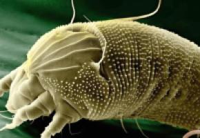  Parasites!