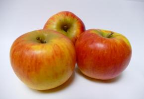 Compote de pommes à la vanille Compote de pommes à la vanille