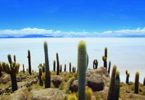 Le Salar de Uyuni et ses chandeliers candélabres sont l’image forte du plus grand désert de sel au monde. Un désert qui renferme aussi les plus grandes réserves mondiales de lithium. DMITRY TRASHCHENKO