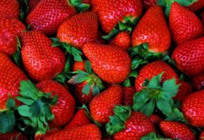 Fraises Fraises