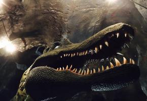 Le spinosaure sera l’une des stars incontestées des lieux. kottelat Parmi les espèces actuellement en quarantaine, les piranhas. kottelat Le spinosaure sera l’une des stars incontestées des lieux. kottelat Parmi les espèces actuellement en quarantaine, les piranhas. kottelat