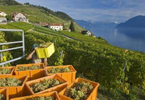 Les changements climatiques en cours modifient la typicité des vins. dr 