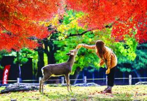 Le cerf Sika, dont un millier gambade à Nara, est une race de cervidés provenant de l’Asie du nord-est. 123RF/CHIH HSIEN HANG Le cerf Sika, dont un millier gambade à Nara, est une race de cervidés provenant de l’Asie du nord-est. 123RF/CHIH HSIEN HANG