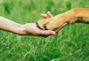 Le rôle des chiens de soutien émotionnel est de venir en aide aux victimes de traumatismes d’homicides, d’accidents. 123 RF 