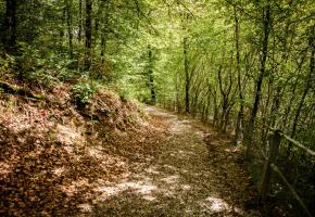 La Ville a accepté de remettre en état le chemin forestier déjà emprunté par les écoliers. MISSON