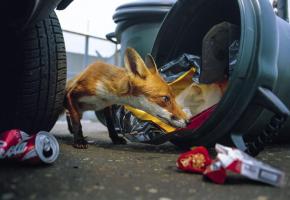 Les renards sont nombreux en ville et n’hésitent déjà pas à s’attaquer aux poubelles. Inutile donc de vouloir en attirer plus en leur donnant des restes. Crédit photo: Laurent Geslin Les renards sont nombreux en ville et n’hésitent déjà pas à s’attaquer aux poubelles. Inutile donc de vouloir en attirer plus en leur donnant des restes. DR