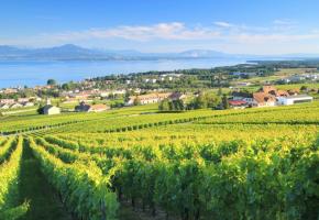 Le magnifique vignoble de Mont-sur-Rolle. PETER COLBERG