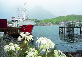 Les brumes ajoutent encore à la photogénie des Lofoten. Les brumes ajoutent encore à la photogénie des Lofoten.