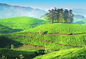 Les plantations de thé, à Munnar, dans le Kerala, de véritables tableaux de maître. Les plantations de thé, à Munnar, dans le Kerala, de véritables tableaux de maître.