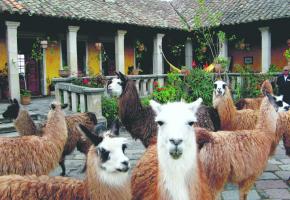 Le volcan Chimborazo (inactif) culmine à 6263 mètres. 123RF/FERNANDO TAPIA 