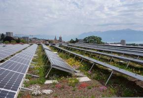 En les rafraîchissant, les plantes améliorent le fonctionne- ment des installations photovoltaïques. VILLE DE LAUSANNE En les rafraîchissant, les plantes améliorent le fonctionne- ment des installations photovoltaïques. VILLE DE LAUSANNE