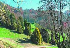 Forêts Morgiennes - Un plan directeur