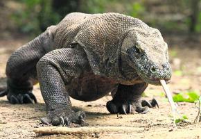 Animal mythique, le dragon de Komodo sera bientôt présent à Servion. Animal mythique, le dragon de Komodo sera bientôt présent à Servion.