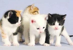 80 ans de miaou