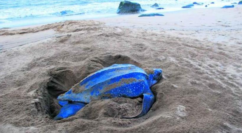 Tortue luth près de Cayenne. 