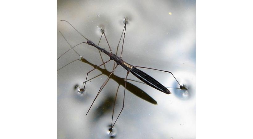 05.07 – A la découverte des insectes aquatiques