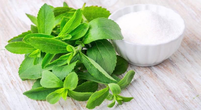 La stevia, l’édulcorant qui a le vent en poupe