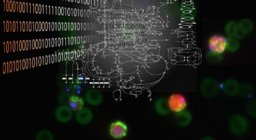 L'analyse informatique du métabolisme des parasites de la malaria. Crédit: V. Heussler (University	of Bern; fluorescent malaria parasites) / K.C. Soh M, L. Miskovic (EPFL; réseau metabolique) / V. Hatzimanikatis, A. Chiappino-Pepe (EPFL; image	composite)	