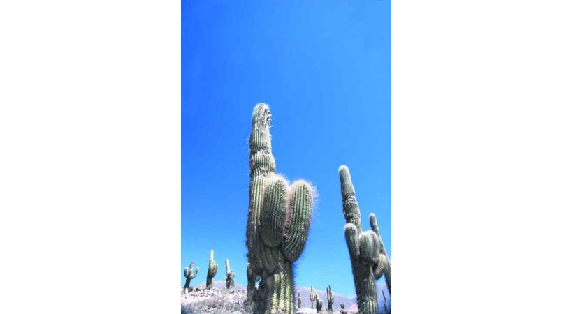 Dans le parc national Los Cardones.